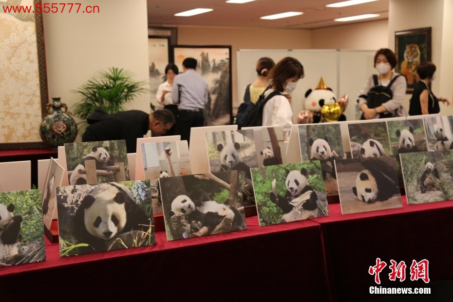当地时候6月12日，中国大熊猫“香香”七周岁寿辰会在日本东京中国文化中心举办。大熊猫“香香”2017年6月12日降生于日本东京上野动物园，是旅日大熊猫“比力”与“少女”的男儿。2023年2月，“香香”从日本回到中国。图为日本行家在举止现场观赏大熊猫“香香”过甚眷属成员的相片。中新社记者 朱晨光 摄